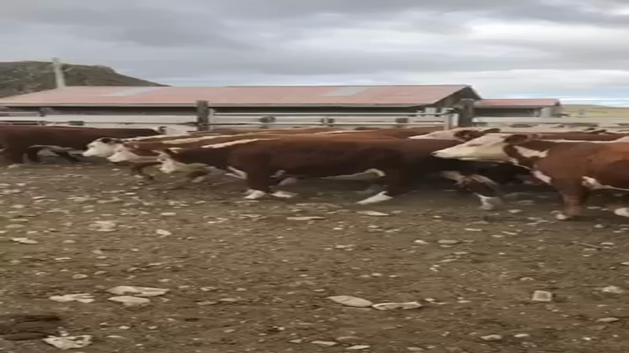 Lote 35 Novillo Engorda en Coyhaique, XI Región Aysén