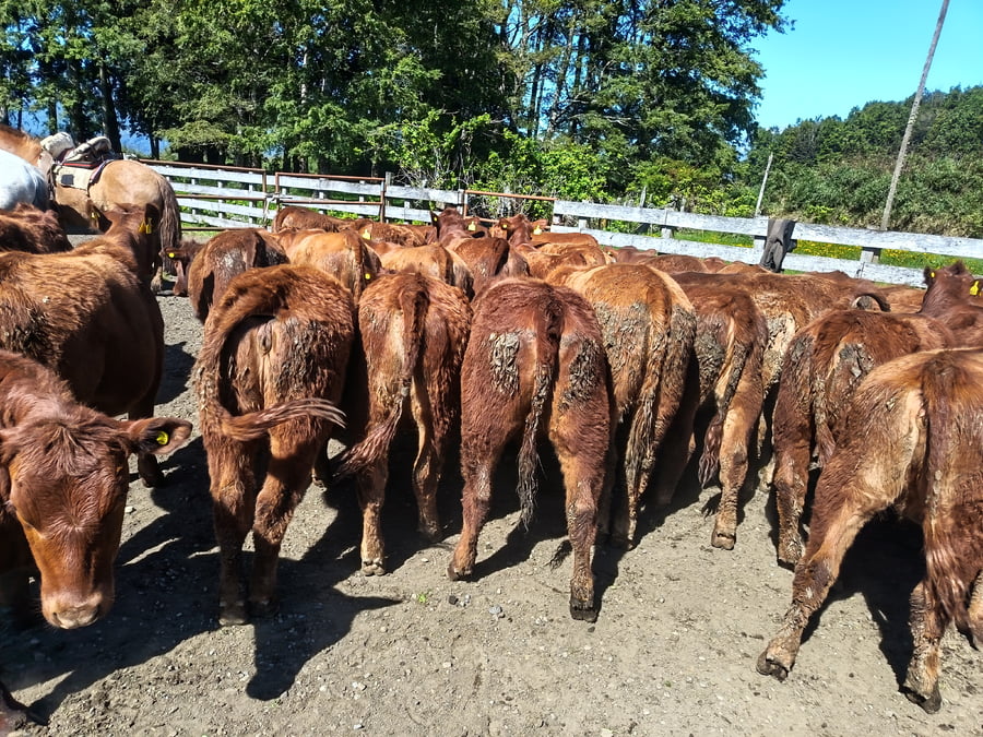 Lote 50 Vaquilla Engorda en Futrono, XIV Región Los Ríos