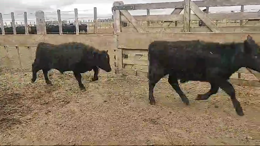 Lote 110 Terneros en Monte, Buenos Aires