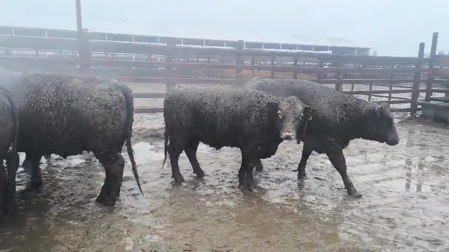Lote 40 Vaquilla Gorda en Los Ángeles, VIII Región Biobío