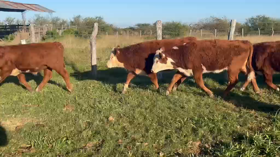 Lote 100 Terneros en Corrientes, Curuzú-Cuatiá