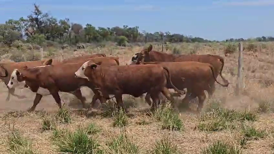Lote 120 Terneras en Salta, J. V. Gonzalez