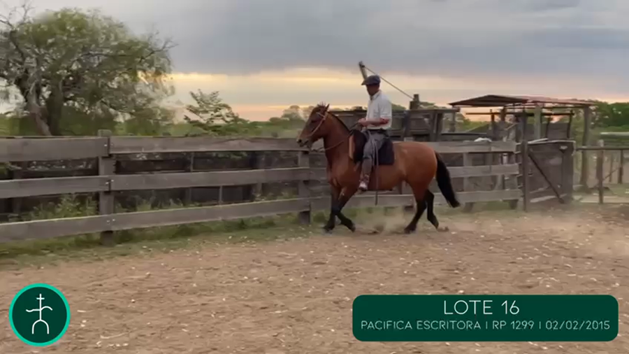 Lote PACIFICA ESCRITORA