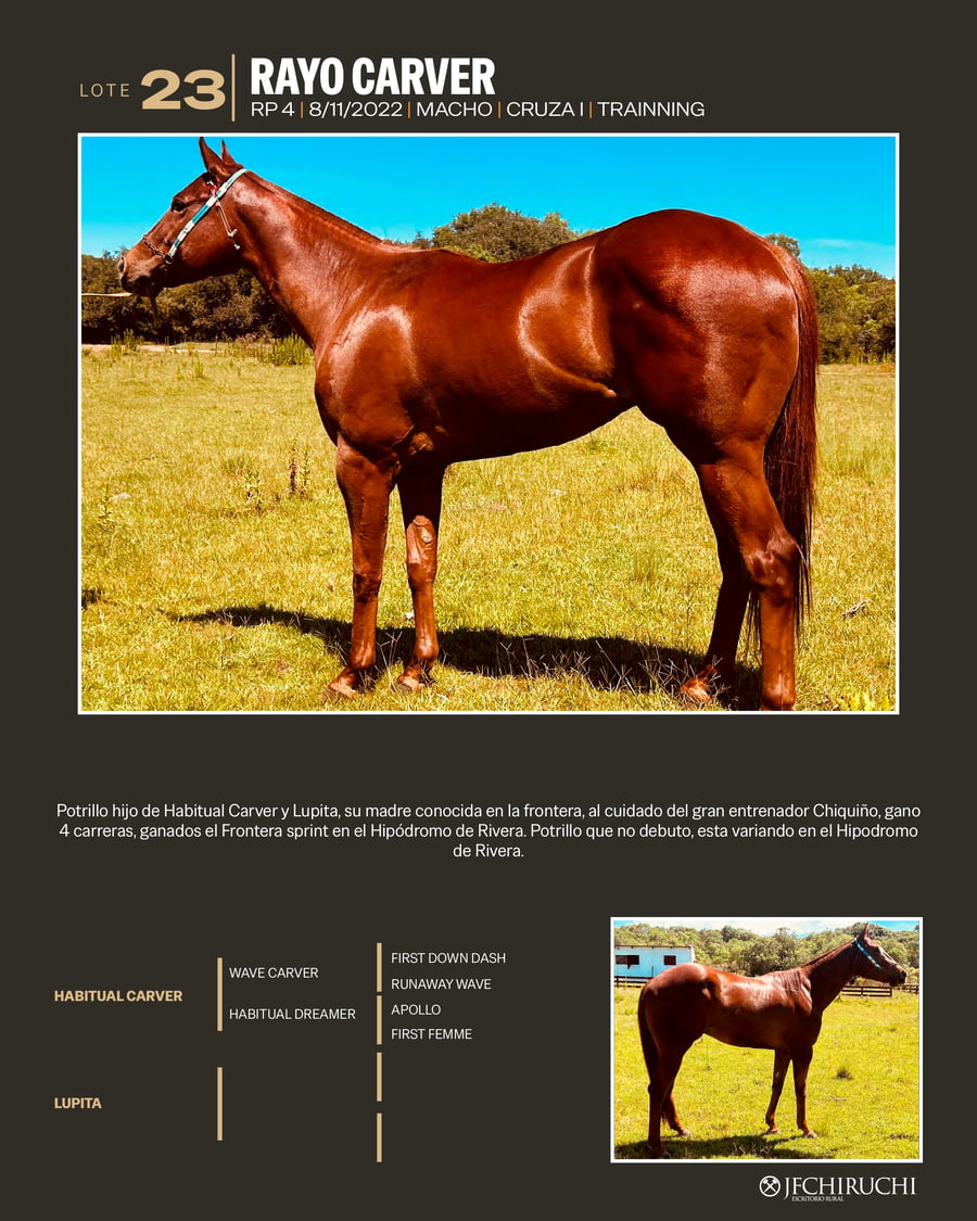 Lote RAYO CARVER