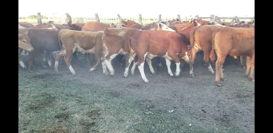 Lote 70 Terneros/as en Villaguay, Entre Ríos