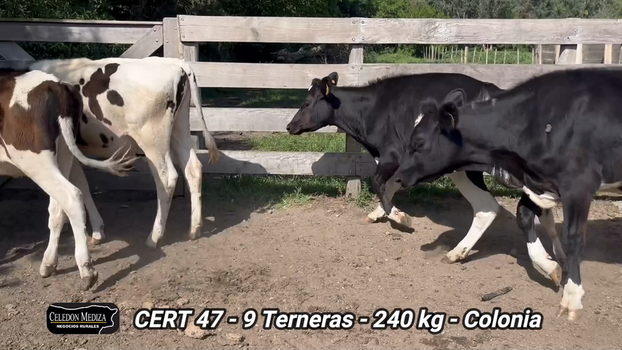 Lote 9 Terneras en Santa Ana, Colonia