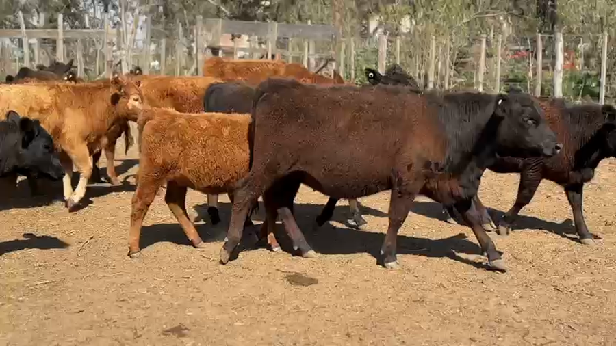 Lote 52 Terneras en Laboulaye, Córdoba