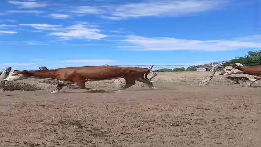 Lote 55 Vacas de invernar