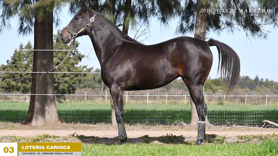 Lote LOTERIA CARIOCA