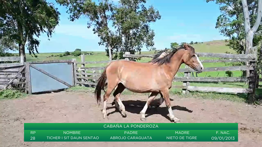 Lote Ticher I Sit Daun Sentao