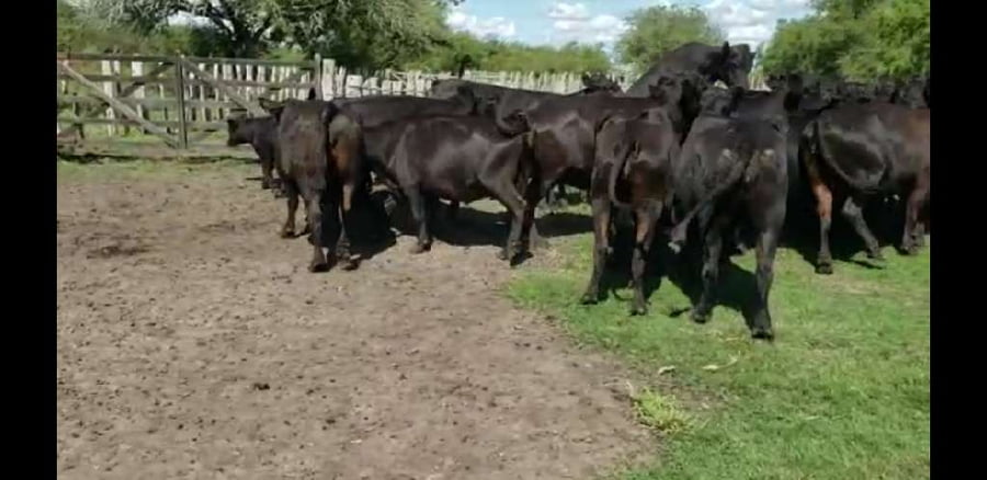 Lote 25 Vacas en Villaguay, Entre Ríos