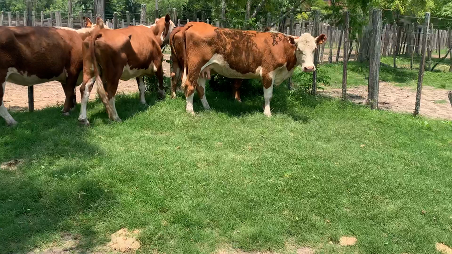 Lote 4 Vacas de Invernada