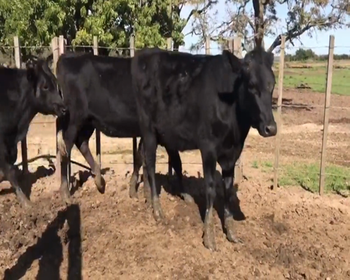 Lote (Vendido)4 Vaquillonas  Cruza a remate en 1º Remate Virtual 315kg -  en Capurro