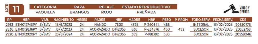 Lote LOTE 11