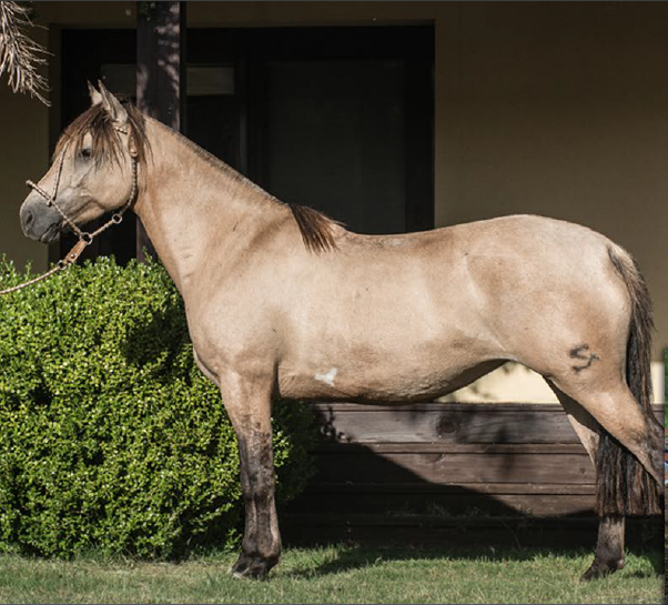 Lote TERTULIA DEL MAVIAL