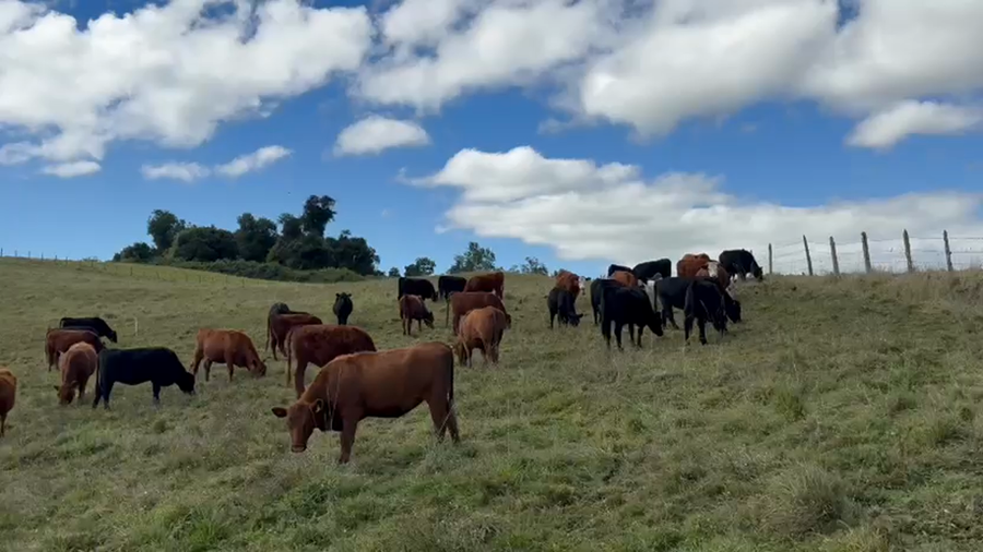 Lote 45 Vaquilla Preñada en Osorno, X Región Los Lagos