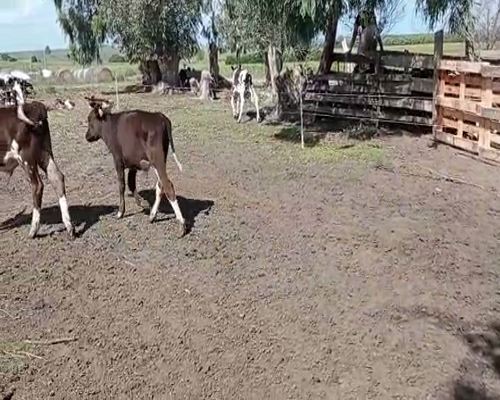 Lote 8 Terneros HOLANDO Y CRUZAS a remate en Pantalla Camy 100kg - , San José