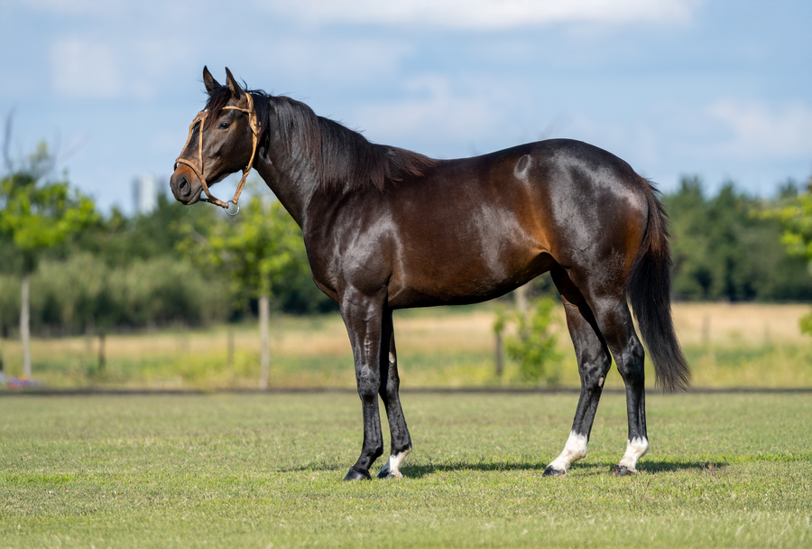 Lote DON ERCOLE BALLERINA