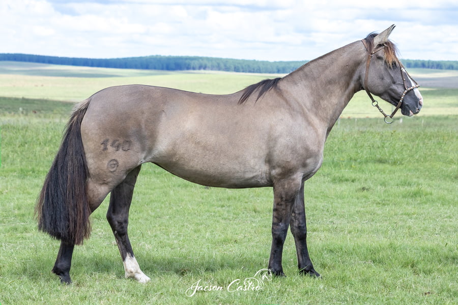 Lote Dichosa De Los Recuerdos