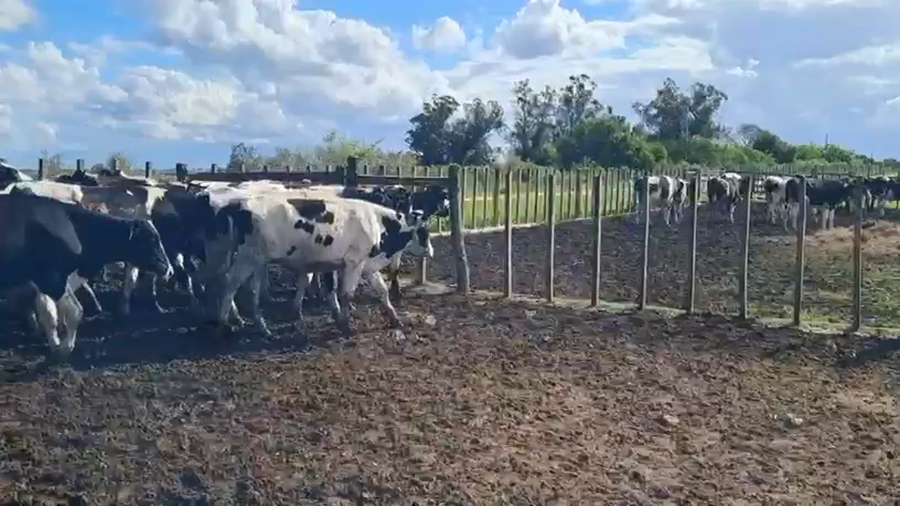 Lote NOVILLOS 1 a 2 AÑOS