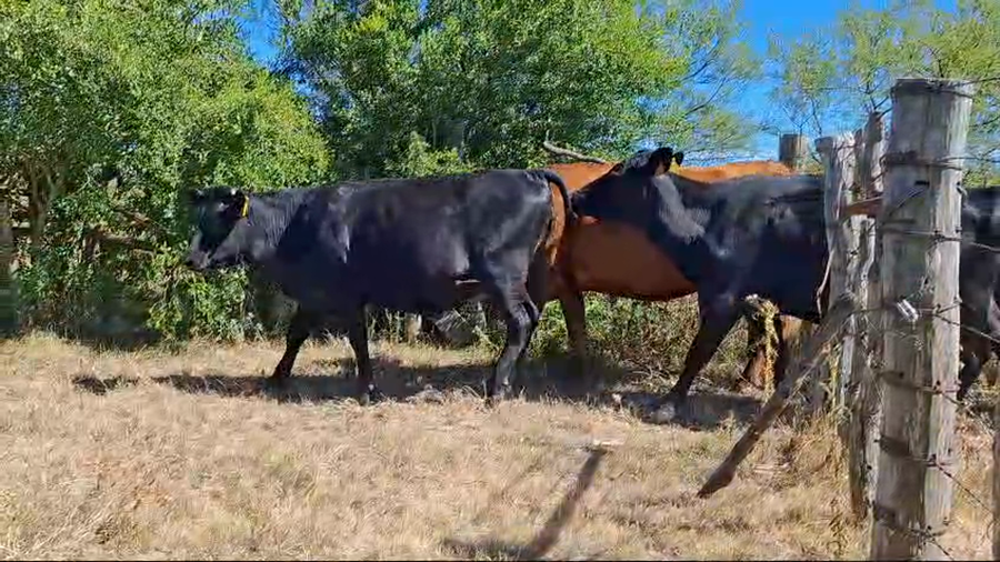 Lote Vientres preñados