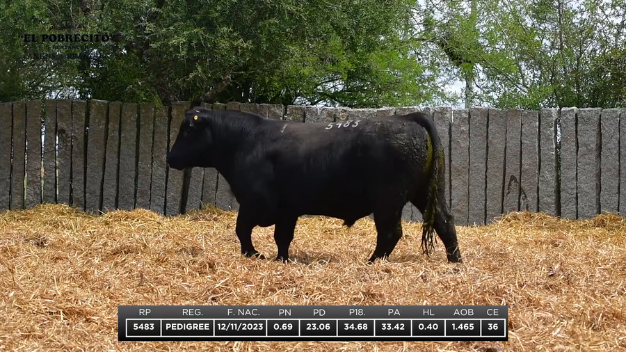 Lote ABERDEEN ANGUS P.I.
