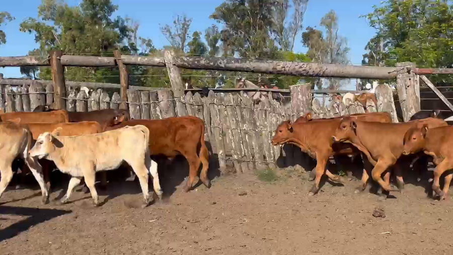 Lote 70 Vaquillonas con cría