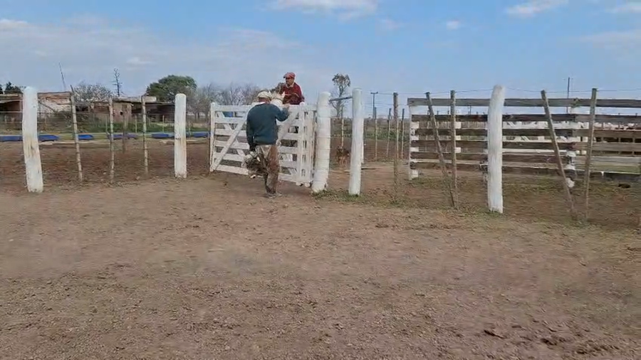 Lote 17 Terneros Braford en Sunchales, Santa Fe