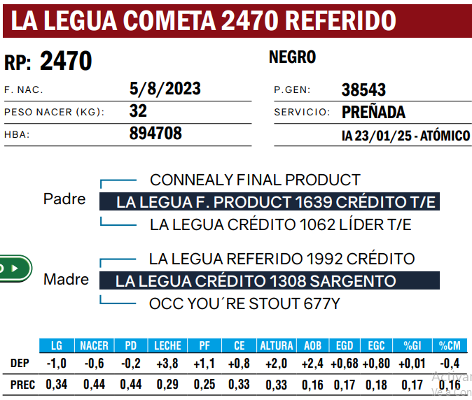 Lote VAQUILLONAS ANGUS  PP