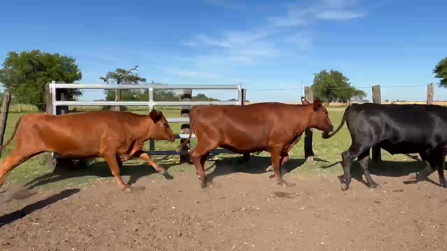 Lote 100 Vaquillonas C/ gtia de preñez