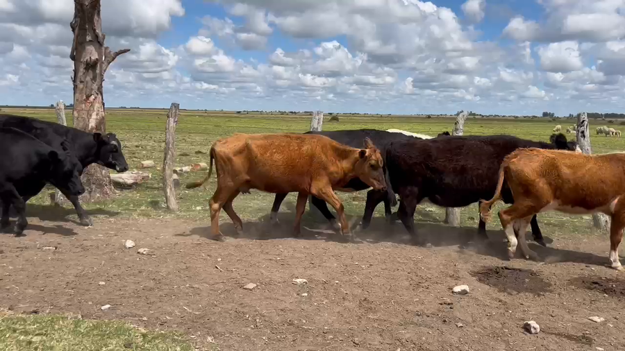 Lote 17 Vacas de invernar en Corrientes, Curuzu Cuatia