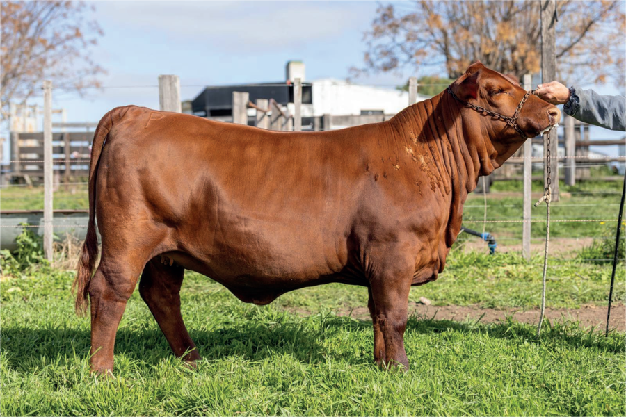 Lote PARRILLA 569 PIRAYU INDIO