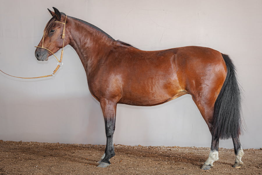 Lote Rincon Rafaela - Cabaña La Higuera