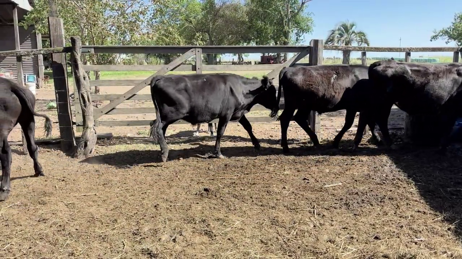Lote NOVILLOS 1-2 AÑOS