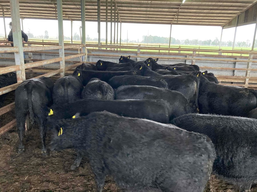 Lote 25 Ternero en X Región Los Lagos, Puerto Varas