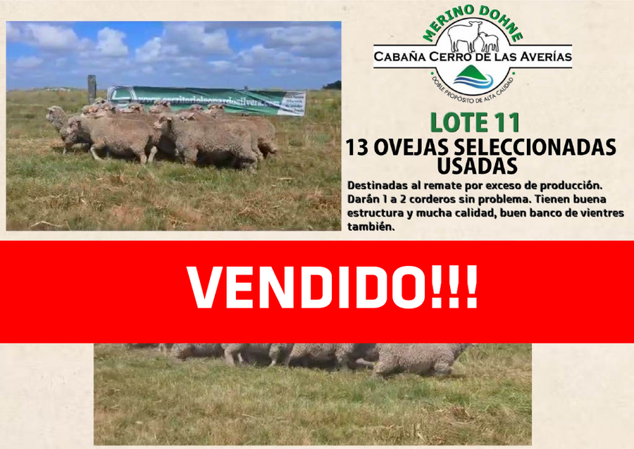 Lote LOTE 11