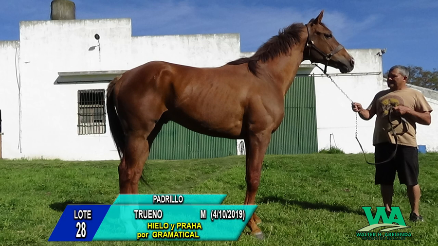 Lote TRUENO