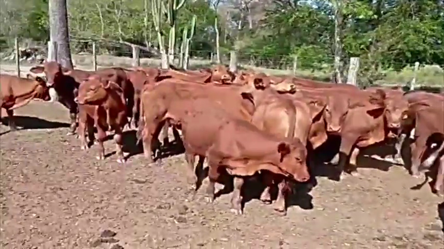Lote 70 Terneros en Formosa, Pirané