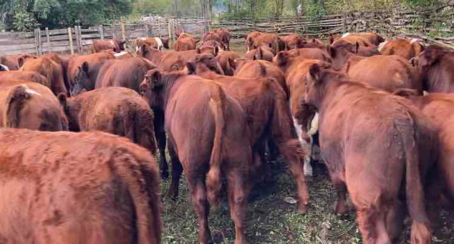 Lote 60 Ternero en XIV Región Los Ríos, Los Lagos