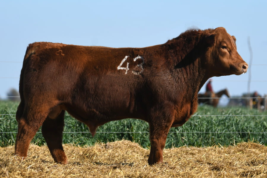 Lote TORO ANGUS PC