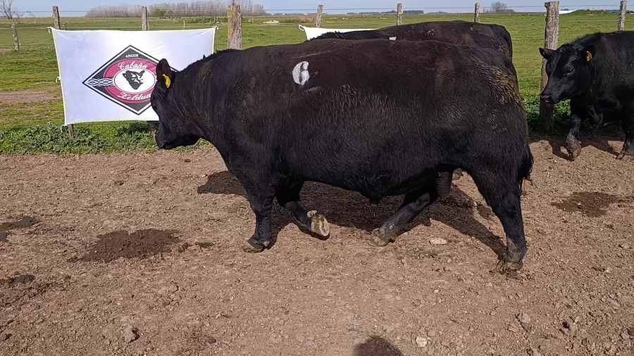 Lote Toros