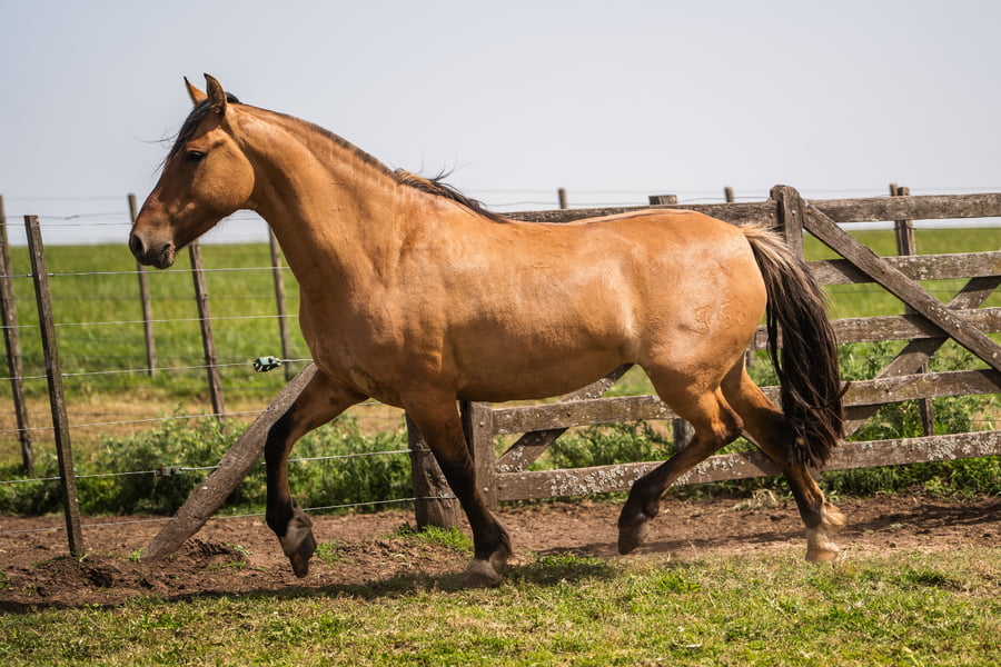 Lote AGENCIADA TABACAL