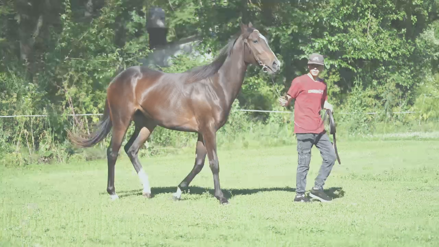 Lote MORENA BACCARIN (CITYSCAPE .-  EXCELLENT CATCH)