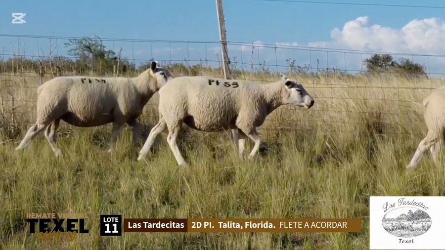 Lote 3 Corderas a remate en Segundo Remate - Texel Campero, Rivera