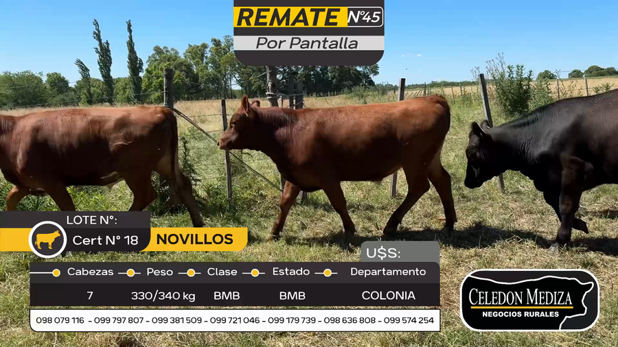 Lote 7 Novillos en Otra Localidad, Colonia