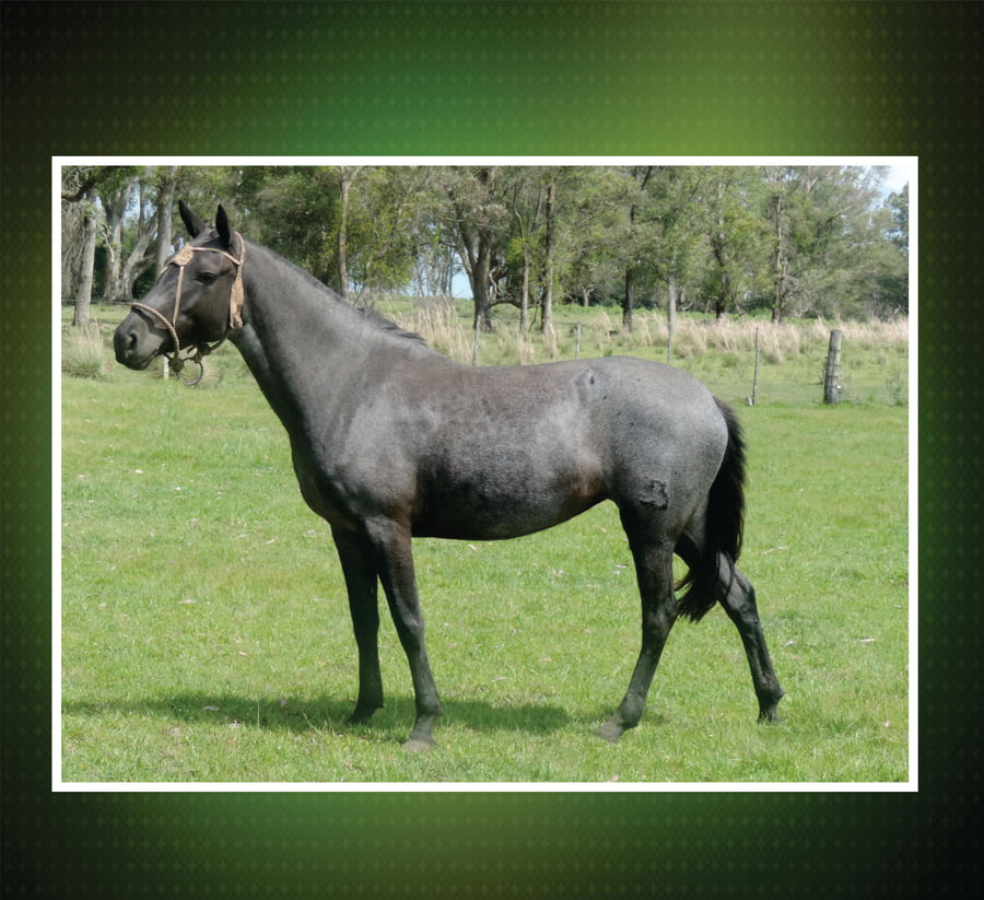 Lote YEGUA MORA 2011