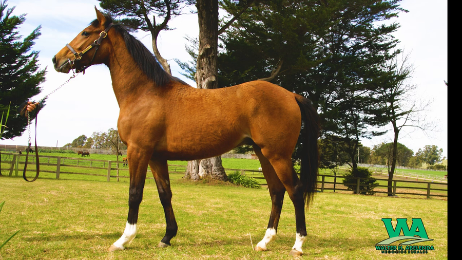 Lote CALIDO AVE
