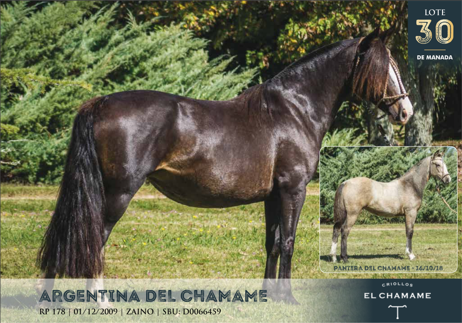 Lote ARGENTINA DEL CHAMAME