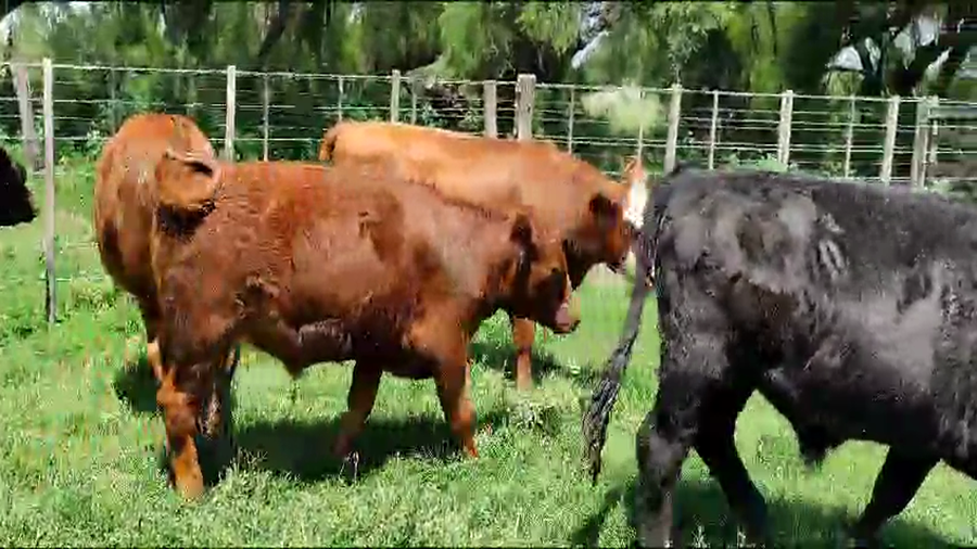 Lote 25 Novillitos