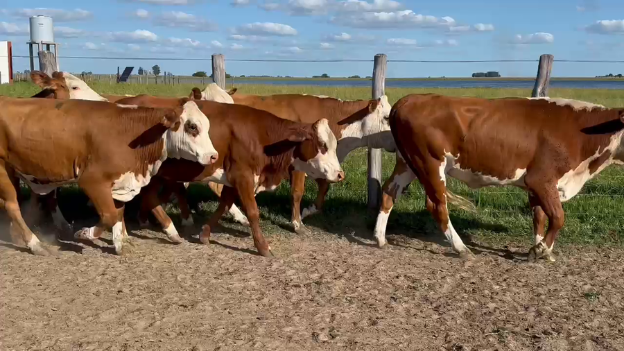 Lote 90 Vaquillonas P/ entorar en Corrientes, Yataití Calle